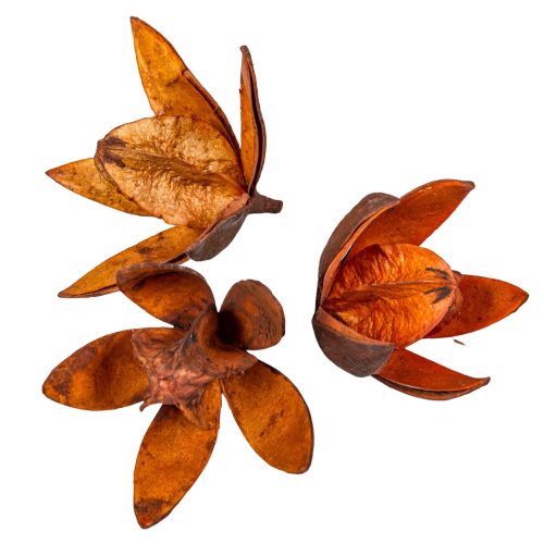 Wild lili szárított terrekotta 11db/csom