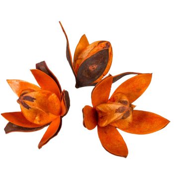 Wild lili száritott narancs 10db/csom