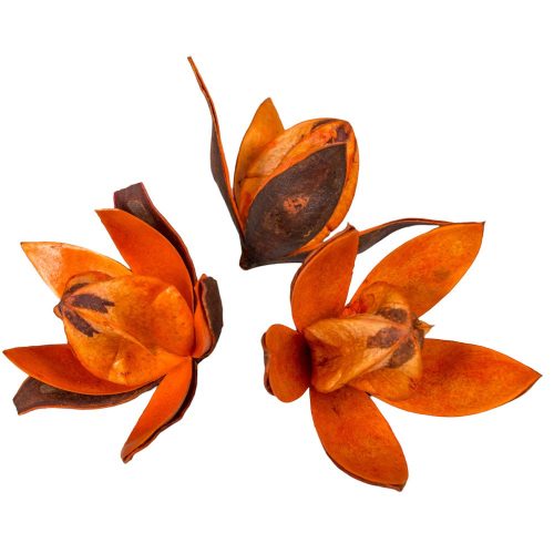 Wild lili száritott narancs 10db/csom