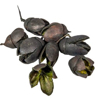 Bakuli szárított fekete 32dkg/csomag