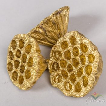 Lótusz szárított 8-10cm arany 9 db-os