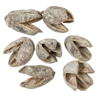 Bakuli szárított mud green 20dkg/csom