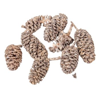 Birch pine szárított falfestékes terracotta 18dkg/csom