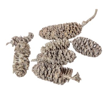 Birch pine szárított falfestékes mud green 18dkg/csom