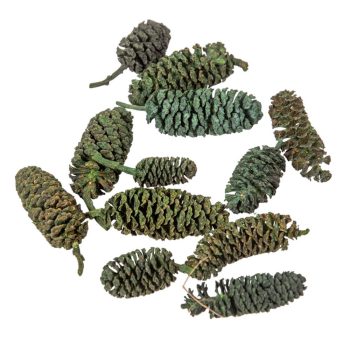 Birch pine szárított zöld 20dkg/csom