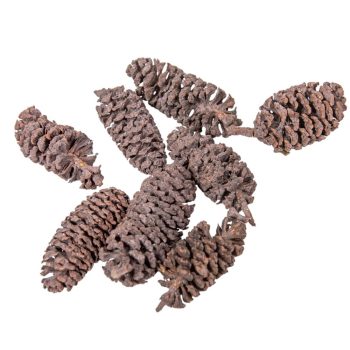 Birch pine szárított falfestékes old pink 18dkg/csom