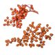 Canella cutting bogyós termés terracotta 15dkg/csom