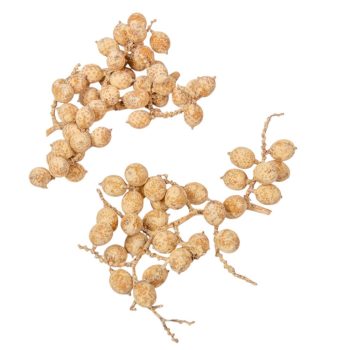   Canella cutting bogyós termés falfestékes salmon 15dkg/csom