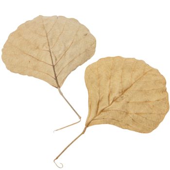 Kobra levél natúr 5dkg/csom