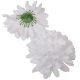 Krizantém virágfej D13cm 24db/csom