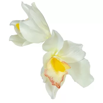 Orchidea virágfej szatén D8cm krém 24db/csom