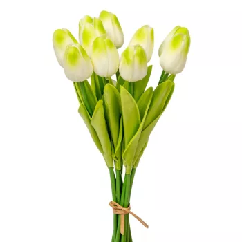 Tulipán köteg gumi 10v. krém-zöld M33cm 24db/#