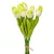 Tulipán köteg gumi 10v. krém-zöld M33cm 24db/#