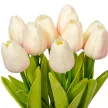 Tulipán köteg gumi 10v. krém-rózsaszín M33cm 24db/#