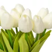Tulipán köteg gumi 10v. krém M32cm 24db/#