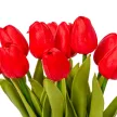 Tulipán köteg gumi 10v. piros  M33cm 24db/#