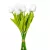 Tulipán köteg gumi 10v. fehér M33cm 24db/#