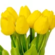 Tulipán köteg gumi 10 virágos sárga 33cm