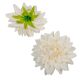 Dália virágfej ivory D11cm 24db/csom