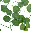 Eukaliptusz leveles ág M70cm