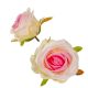 Rózsa virágfej krém-rózsaszín D7cm 24db/csom