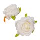 Rózsa virágfej fehér D7cm 24db/csom