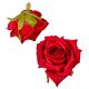 Gyémántrózsa virágfej bordó 7cm 4 darabos csomagban rendelhető (darab ár!)