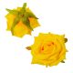 Gyémántrózsa virágfej sárga 7cm 4 darabos csomagban rendelhető (darab ár!)