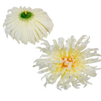 Krizantém virágfej krém D18cm 24db/csom