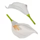 Kála virágfej polifoam WH 17cm 24db/csom