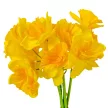 Nárcisz köteg 5v. M34cm 24db/#