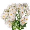 Margaréta csokor 18 ág fehér 38cm