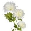 Krizantém ág 3v. krém M75cm 48db/#
