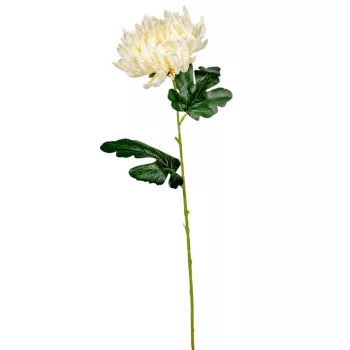 Krizantém szálas krém M60cm 36db/#