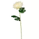 Krizantém szálas krém M60cm 36db/#
