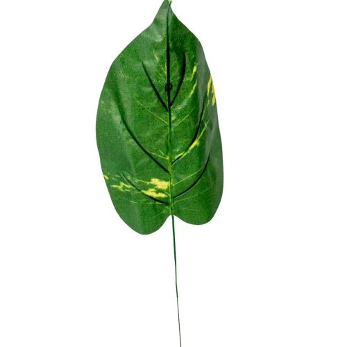 Diffenbachia levél 40cm 12db/köteg