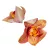 Orchidea virágfej gumi BR D10cm 24db/csom