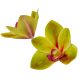 Orchidea virágfej gumi GR D10cm 24db/csom
