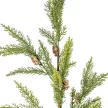 Tuja ág tobozzal zöld M85cm