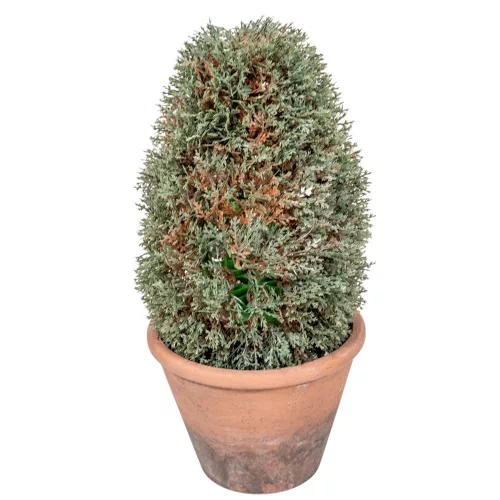 Cserepes tuja M31cm