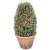 Cserepes tuja M31cm