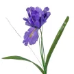 Írisz szálas lila 47cm 4 darabos csomagban rendelhető