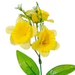 Nárcisz pick 3v. M38cm 80db/#