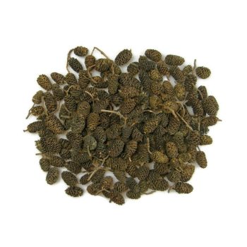 Termés csomag - Éger óriás natúr - Casuarina 20 db/cs.