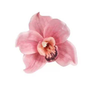 ORCHIDEA FEJ